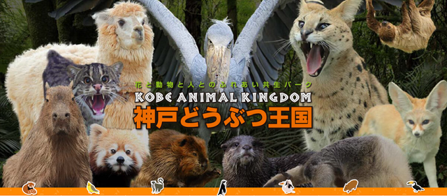 跟團即食行樂♯關西親子趴趴GO~átoa水族館．神戶動物園．京都伏見稻荷．清水寺．章魚燒DIY．環球影城五日