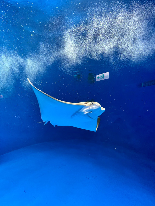 【環島之星-迪士尼列車】桃園Xpark水族館+花蓮經典行程輕鬆選3天(中部出發)