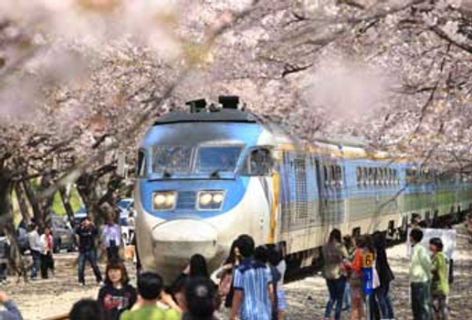 粉紅櫻花餘位搶♯德意威風釜山鎮海麗水櫻情去5天 (不走人蔘保肝+三晚五花)鎮海櫻花祭~星光櫻花節~櫻花大道~鎮海軍港節【德威】