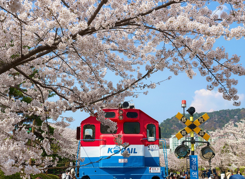 新春開運送紅包♯【季節限定】【不走人蔘保肝．花現釜山５日】鎮海慶和火車站賞櫻、油菜花慶典、LUGE滑車、天空膠囊列車[含稅]