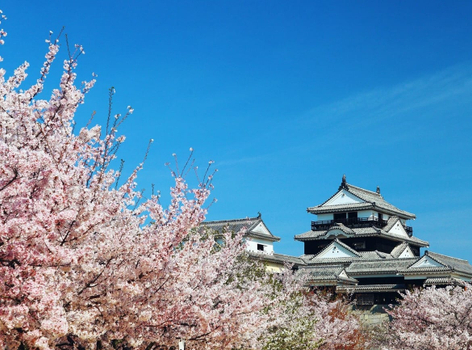賞櫻清艙【四國現櫻情】櫻花百選名所．牧野公園櫻漫漫．佐川町散策．金刀比羅宮．仁淀川屋型船．松山城．名湯饗宴4天