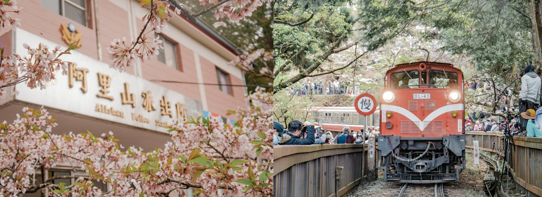 預計花期：3月中旬~4月中旬