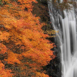 【四國楓特惠】升等道後溫泉.紅葉秘境中津溪谷.秋之竹林寺.大步危峽谷遊船.炙燒鰹魚體驗.高知城.名湯饗宴4天