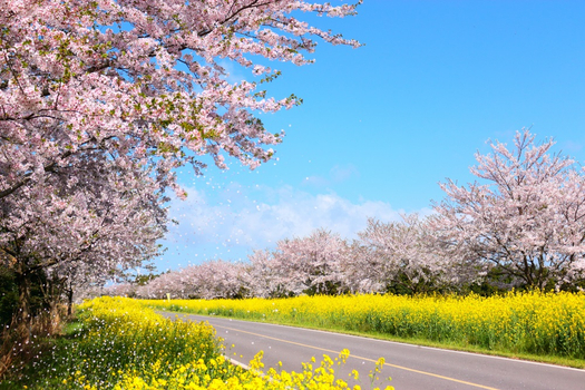 濟州遇見你～漢拏山森呼吸、玻璃屋泰迪熊、世界自然遺產、乙晚濱海飯店五日