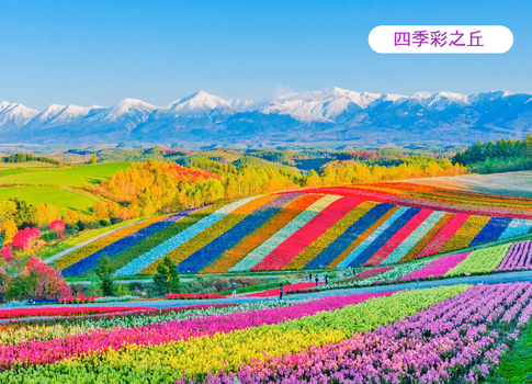 超美北海道哈密瓜吃到飽5日.採果樂.頭大佛薰衣草.浪漫花火節.美瑛青池.富良野五大好禮.奇幻燈遊步道.雙溫泉