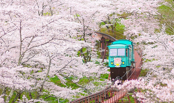 粉紅櫻花餘位搶♯【春櫻超值東北６日】保住三晚溫泉、敘敘苑燒肉、草莓放題、會津鐵道、合掌村、淺草[含稅]