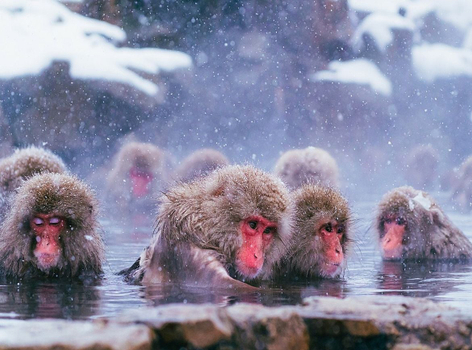 【北陸冬限定】螃蟹吃到飽.雪猴泡湯奇景.童話合掌村.兼六園.飛驒小京都.戲雪趣.國寶善光寺.熱田神宮.溫泉饗宴 5天