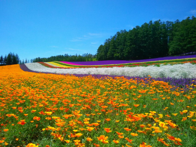 夏旅壓軸快閃♯北海道戀戀花賞超值5日(千歲/千歲)