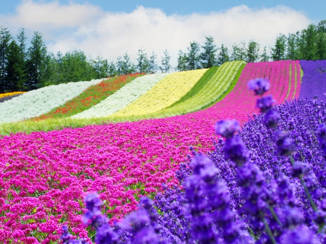 夏旅壓軸快閃♯北海道函館果花戀語5日(千歲/千歲)