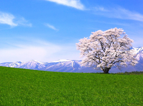 新春開運送紅包♯【春櫻星東北】角館枝垂櫻．銀山溫泉．白石川堤一目千本櫻．北上展勝地．八幡平雪之迴廊．採草莓．燒肉放題．名湯雙溫泉 5天