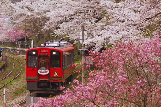 預約粉紅櫻花海♯2026東北櫻花百選名所~三春瀧櫻+白石川堤+花見山公園+船岡城址公園~浪漫會津鐵道~藏王纜車溫泉美食五日(星宇)