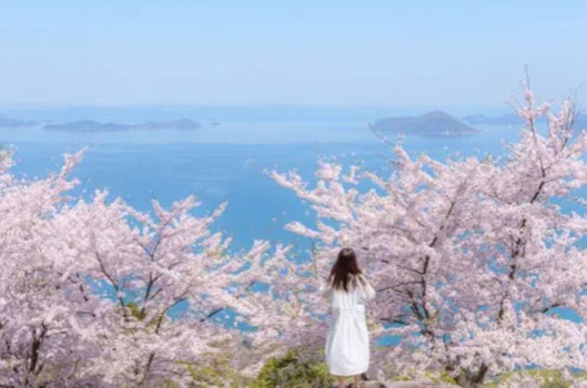 預約粉紅櫻花海♯【山陽四國櫻花百選６日】紫雲出山賞櫻、仙境大步危溪谷遊船、宮島海上神社、道後溫泉本館[含稅]