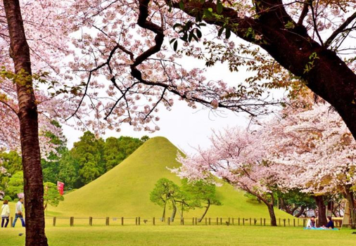 九州賞櫻絕美景５天～高千穗、別府纜車、阿蘇火山見學、元乃隅稻成神社