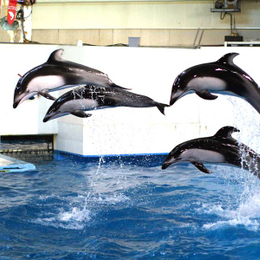 【北海道輕旅遊蹤】一日自由探險、尼克斯海洋公園、熊牧場、小樽運河5日