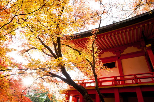 追楓早鳥省♯【關西賞楓三都影城紅葉狩5日】旅展現場一口價29999