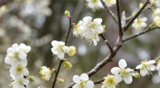 南投．風櫃斗賞梅+日月潭喝喝茶1日