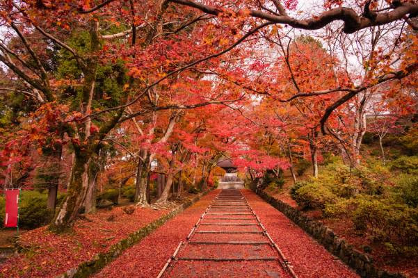 絕美關西四都賞楓 5 日｜賞楓祕境~光明寺、嵐山渡月橋、可愛達摩排排站~勝尾寺、絕美楓葉~醍醐寺、有馬溫泉古街散策