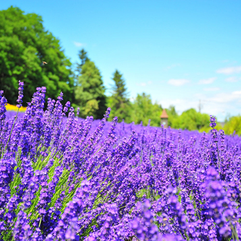 【七彩薰香北海道６日】保住星野函館OMO5、富良野花田、函館米其林夜景、旭山動物園、忍者魁花秀、洞爺湖畔花火、螃蟹溫泉[含稅簽]