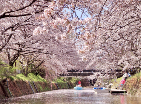 【櫻情四國】大步危峽谷x仁淀川雙遊船.櫻之松山城.德島阿波舞.司牡丹酒造.天空之鏡.栗林公園.生名櫻花街道.名湯饗宴5天