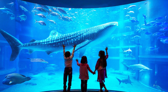 易遊戲雪~星宇冬玩關西5天.環球影城.六甲山雪樂園.大阪海遊館.奈良梅花鹿.春日大社.京都金閣寺.清水寺