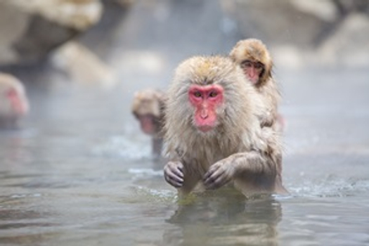 函館戲雪星夜景５日-函館山夜景、猿山溫泉、雪上活動、企鵝遊行、浪漫小樽