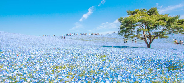 週七狂歡日♯【花漾東京．輕井澤慢旅５日】足利紫藤、富士芝櫻、常陸粉蝶、螃蟹溫泉[含稅簽]