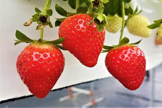 【限時搶購】釜山好玩跑跑卡丁車、草莓農場、海濱列車、冬柏島山茶花5日(不進保肝)