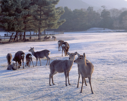 易起FUN寒假♯【空前絕後關西四都影城】