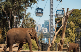 塔龍加動物園（Taronga Zoo）& 雪梨港渡輪票