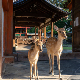 精緻假期~大阪京都奈良.奈良鹿公園.春日大社.東大寺.嵐山渡月橋.清水寺.輕鬆休閒半自由行五日