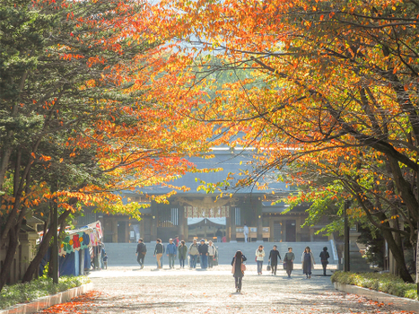 北海道幸福選雙溫泉5日(函函)｜ 北大銀杏．波波草．平岡紅葉隧道．雙湖絕景．小樽浪漫．函館百萬夜景．雙溫泉