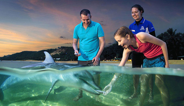【澳洲黃金海岸海豚島７日】親餵海豚、海洋世界、擁抱無尾熊之旅[含稅]