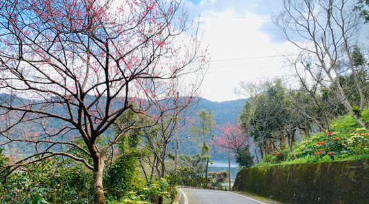 花東．神學院櫻花、縱谷星巴克+漫步關山花海 3天