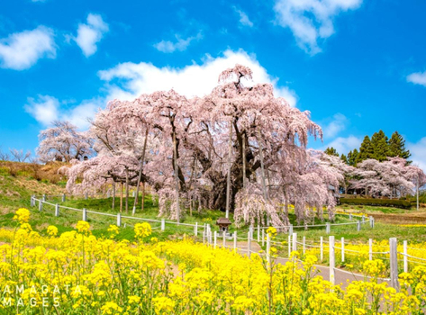 週七狂歡日♯【東北櫻花賞】北上展勝地.會津花見鐵道.三春瀧櫻.百選溫泉 5天