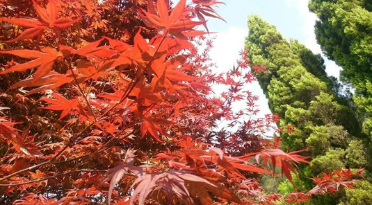 清境綿羊+日月潭向山水陸空+溪頭森呼吸 3天
