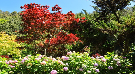 楓情杉林溪‧松瀧岩瀑布一日遊