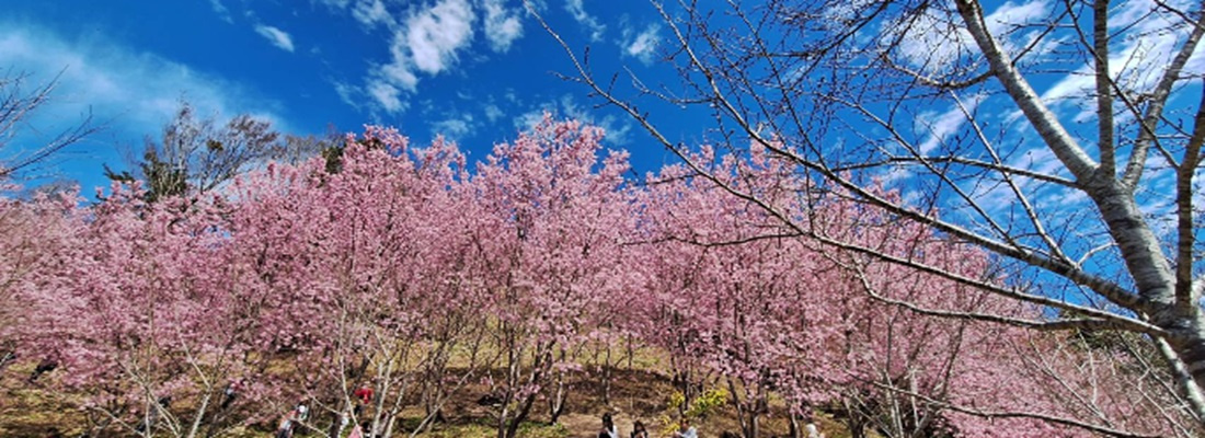 預計花期：1月~3月