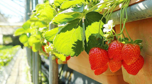 暢玩雙城迎新春。台北+宜蘭輕鬆選3天