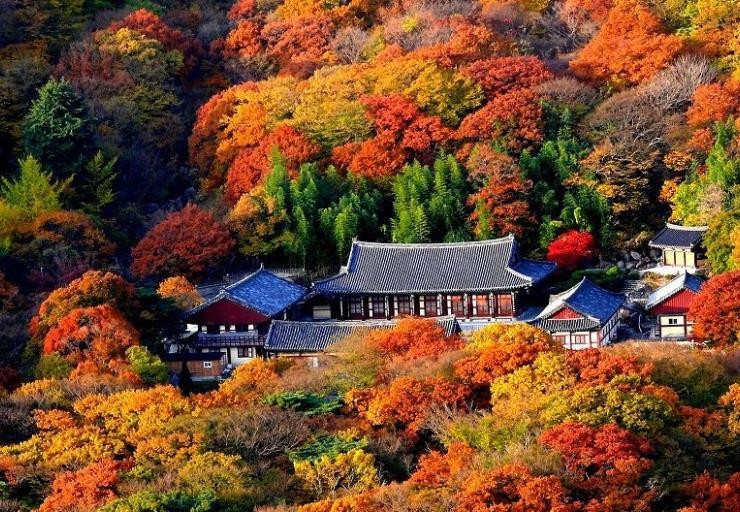 釜山秋遊賞楓５天～梵魚寺、金井山纜車、甘川洞、海岸列車、奶瓶燈塔(彩妝一站)