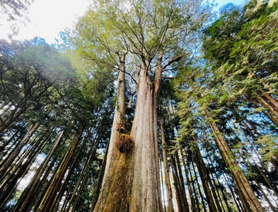 高鐵ez遊 阿里山日出 奮起湖輕鬆2天 Eztravel易遊網