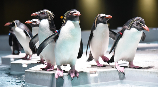 【札幌】AOAO SAPPORO水族館