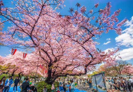 粉紅櫻花餘位搶♯東京櫻花雨５天～晴空塔、鎌倉大佛、賞櫻百選、溫泉螃蟹