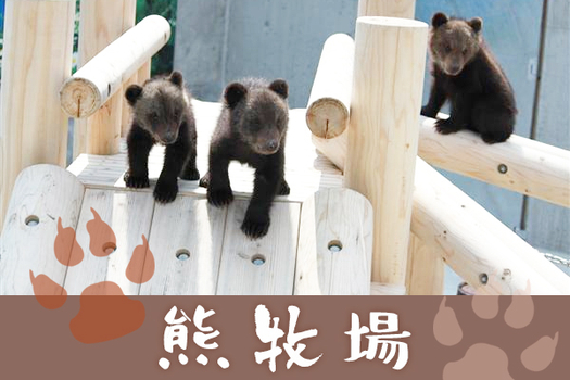 北海道悠閒伴自助溫泉5日 |洞爺湖花火、可愛熊牧場、富良野花田、積丹半島、半自助漫遊