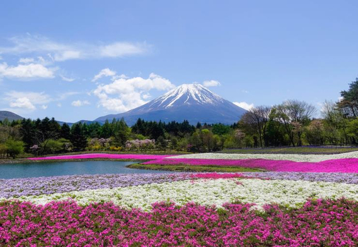 東京立山黑部６天～足利紫藤花、富士芝櫻祭、白川鄉合掌村、台場購物覓美食
