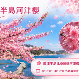 櫻耀九州雙溫泉5日.四浦半島河津櫻.採草莓體驗.高千穗峽谷.柳川遊船.阿蘇草千里.燒肉吃到飽