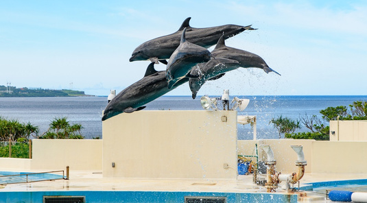 早鳥獨家省♯沖繩玩水4日.海上活動暢玩七合一.美之海水族館.萬座毛天空蔚藍海景觀.古宇利大橋.玉泉洞大鼓秀.燒肉吃到飽