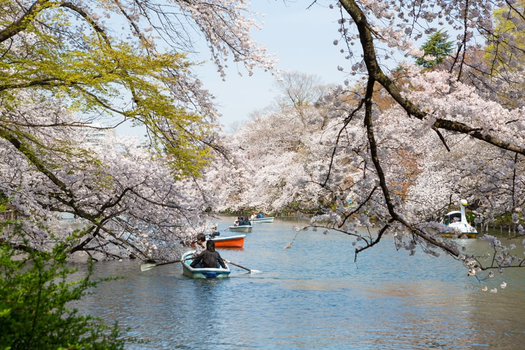 預約粉紅櫻花海♯風靡櫻姿東京橫濱5日-河口湖櫻花祭.三溪園.淺草.晴空塔
