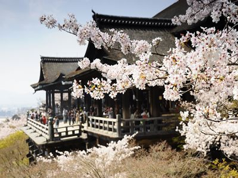 《38女神節》星宇航空【大阪櫻花聖地巡禮~螃蟹國產牛吃到飽5日】須磨浦公園 清水寺 醍醐寺 宇治平等院 勝尾寺 毛馬櫻之宮公園