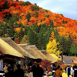 【季節限定】【搭日航．賞楓趣東北北海道８日】紅葉奧入瀨溪流、藏王纜車、銀山溫泉、大內宿、角館小京都、函館夜景、大啖和牛七大蟹[含稅簽]