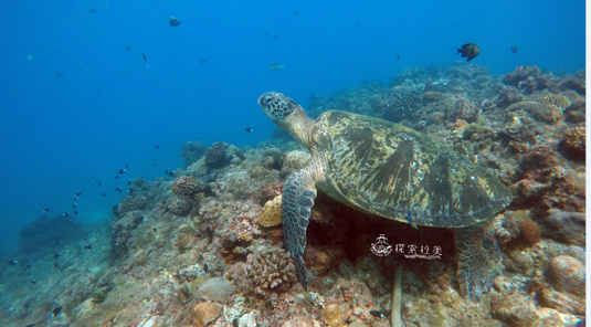 海底玻璃半潛艇體驗 (40分鐘)